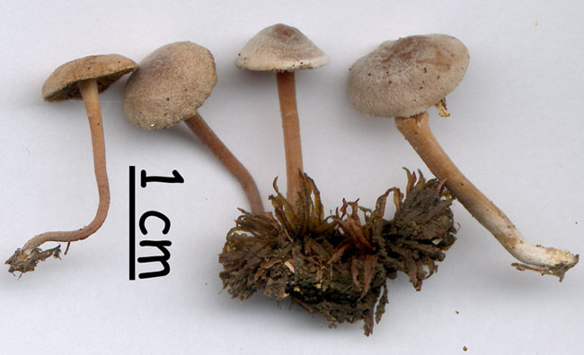 Inocybe petiginosa